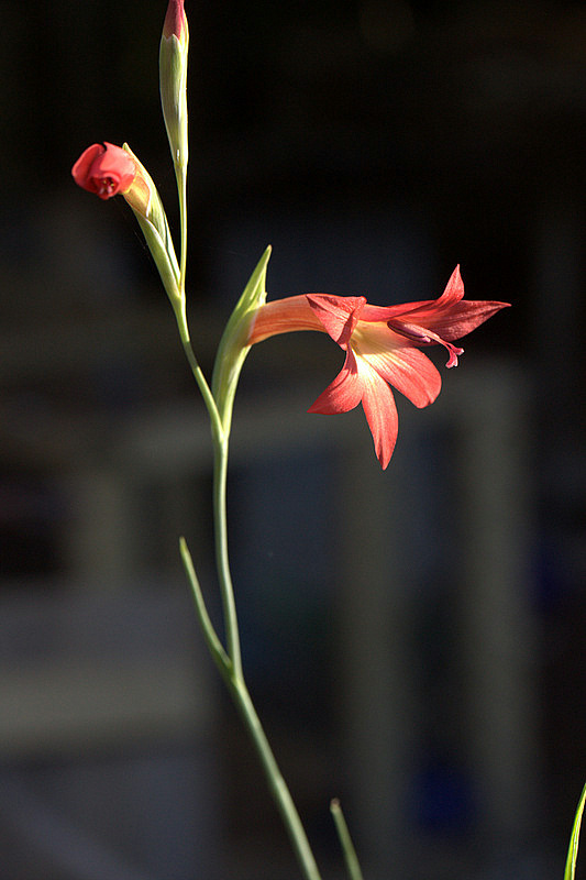 South African Bulbs North American Rock Garden Society